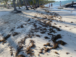 Abinader reestructura por decreto Gabinete de Lucha contra el Sargazo y amplía su integración