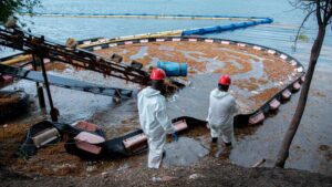 Autoridades y generadoras se preparan ante nueva oleada de sargazo