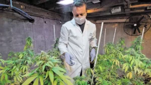 Uruguay inicia inédito ensayo clínico con cannabis medicinal a pacientes con dolor crónico