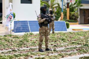 Siembra de marihuana desmantelada en Ocoa pesó más de 13,800 libras, según la DNCD