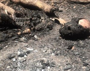 Hallan osamenta humana carbonizada en Dajabón