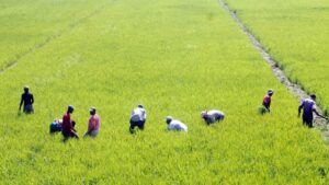 Importaciones de arroz se convierten en problema internacional para la RD